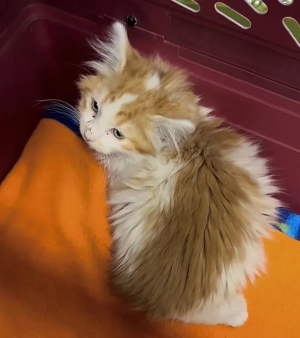 创界 捡到社恐小流浪猫，收养后竟成拆家小旋风！
